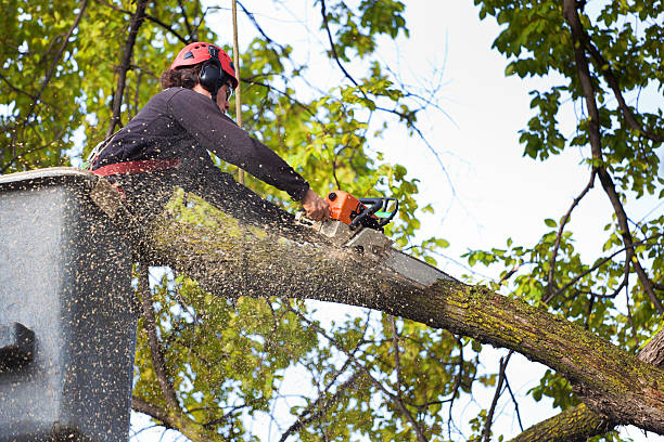 Best Storm Damage Tree Cleanup  in Westgate, FL